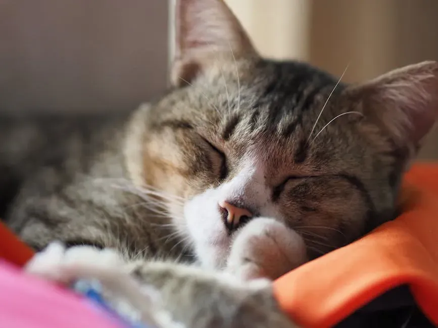 The Sleep Cycle Your Cat Runs Is Far More Efficient Than Yours (Image Credits: Pexels)