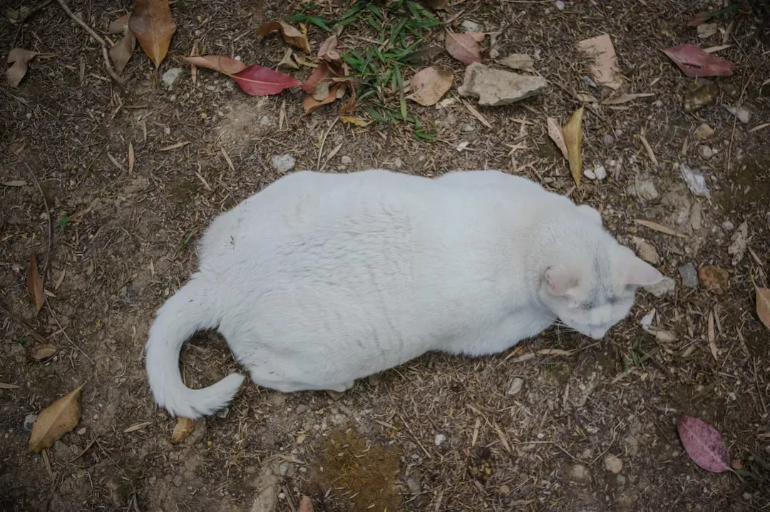 Showing the Belly: A Trust Test (Image Credits: Unsplash)