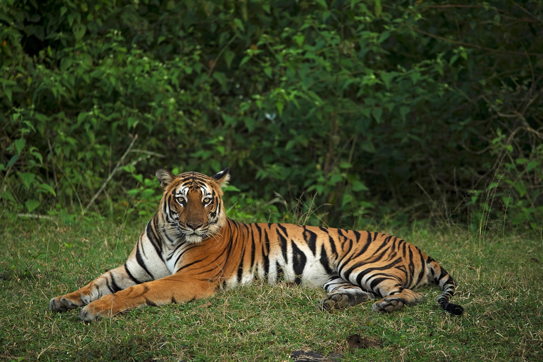 Tigers (Image Credits: Unsplash)