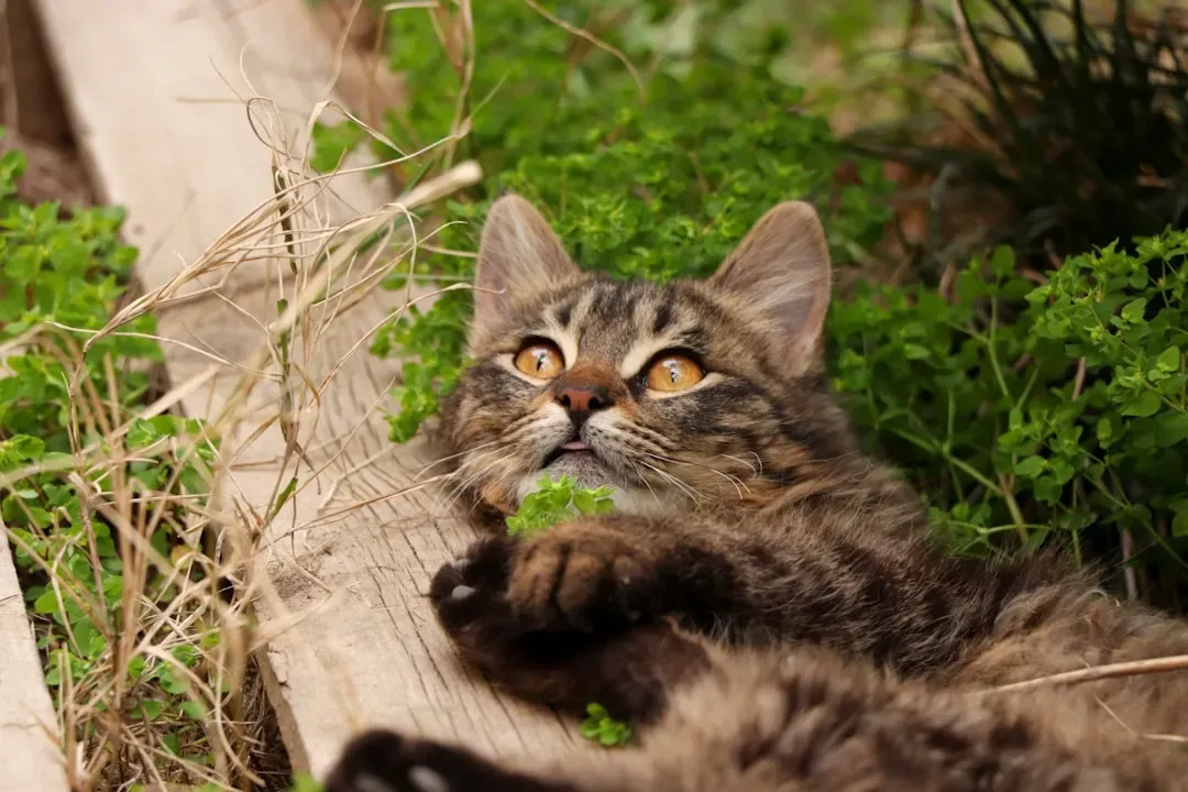 Myth 7: Catnip Makes All Cats Playful and Energetic (Image Credits: Unsplash)