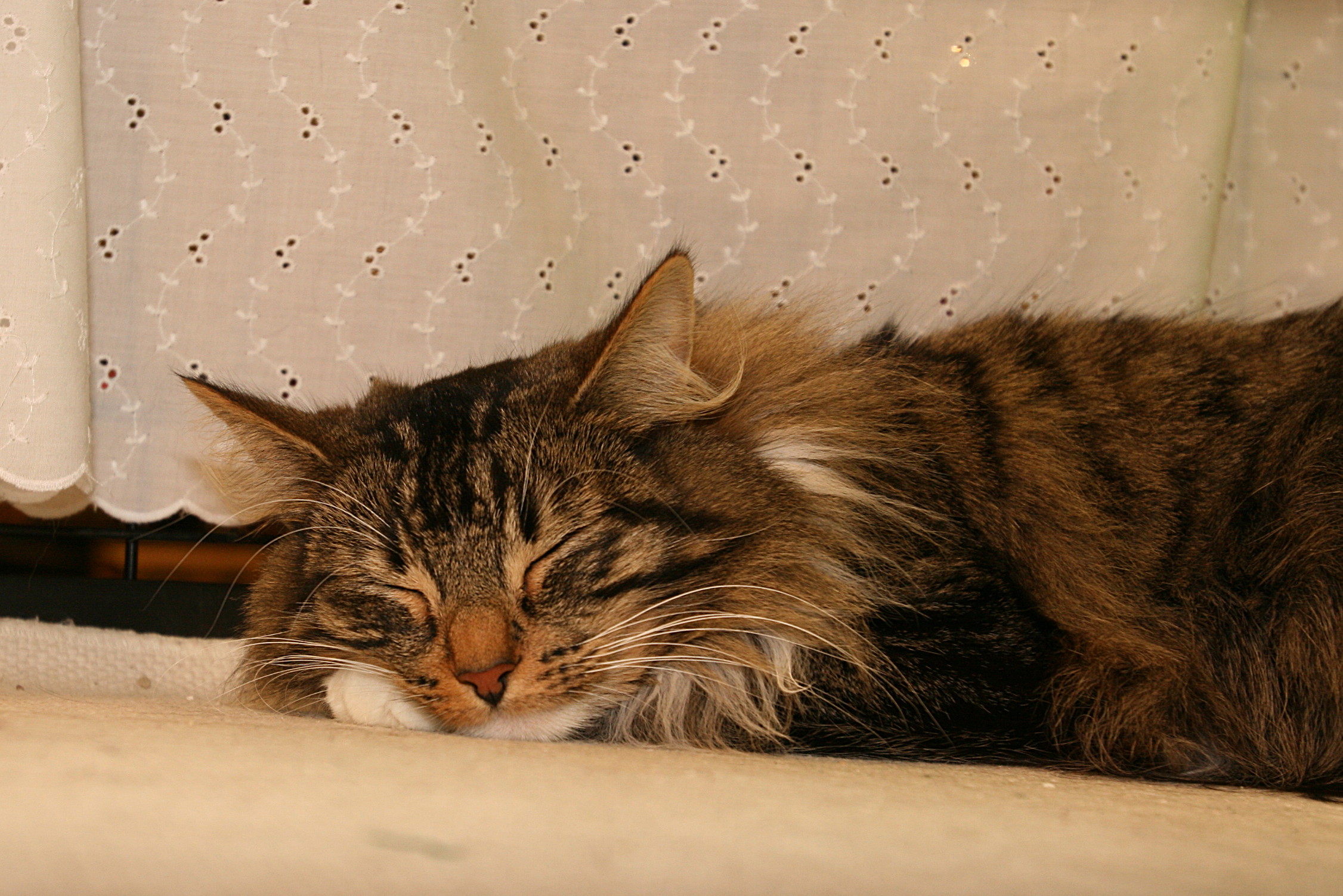 8. Norwegian Forest Cat - The Majestic Napper (Image Credits: Wikimedia)