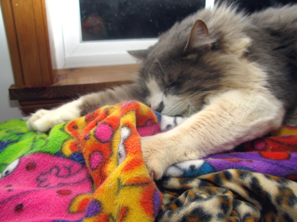 Nostalgic Connections to Kittenhood (Image Credits: Flickr)
