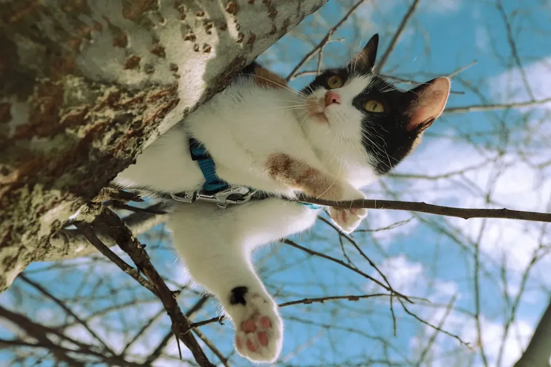 The Ancient Blueprint: Wild Origins of a Very Modern Obsession (Image Credits: Unsplash)