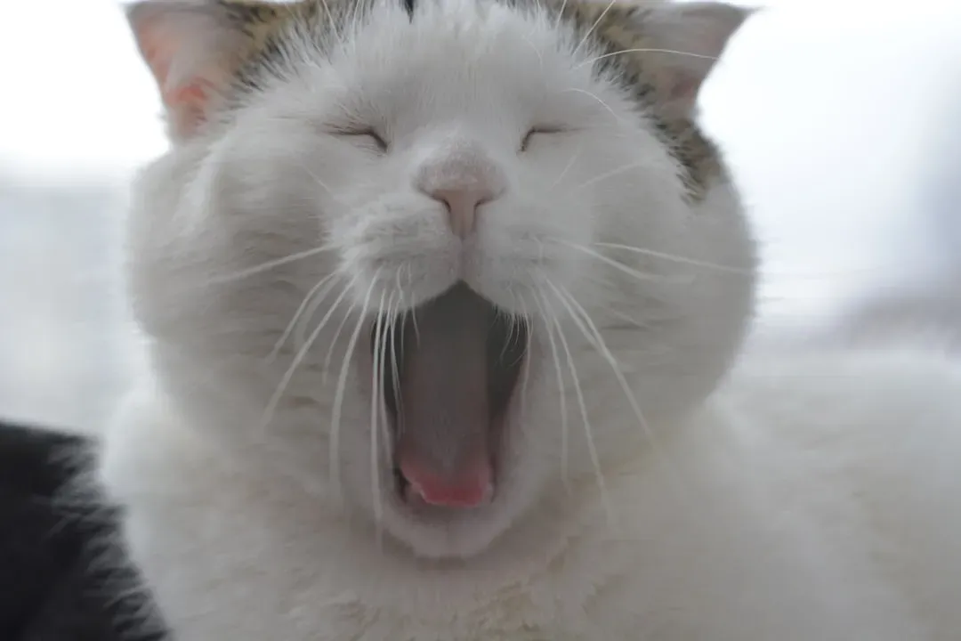 #4 - Your Cat May Be Manipulating You With a "Hidden Cry" (Image Credits: Unsplash)