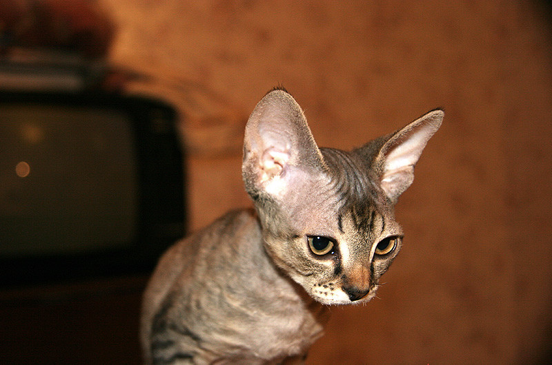 Devon Rex Cats - The Velcro Companions (Image Credits: Flickr)