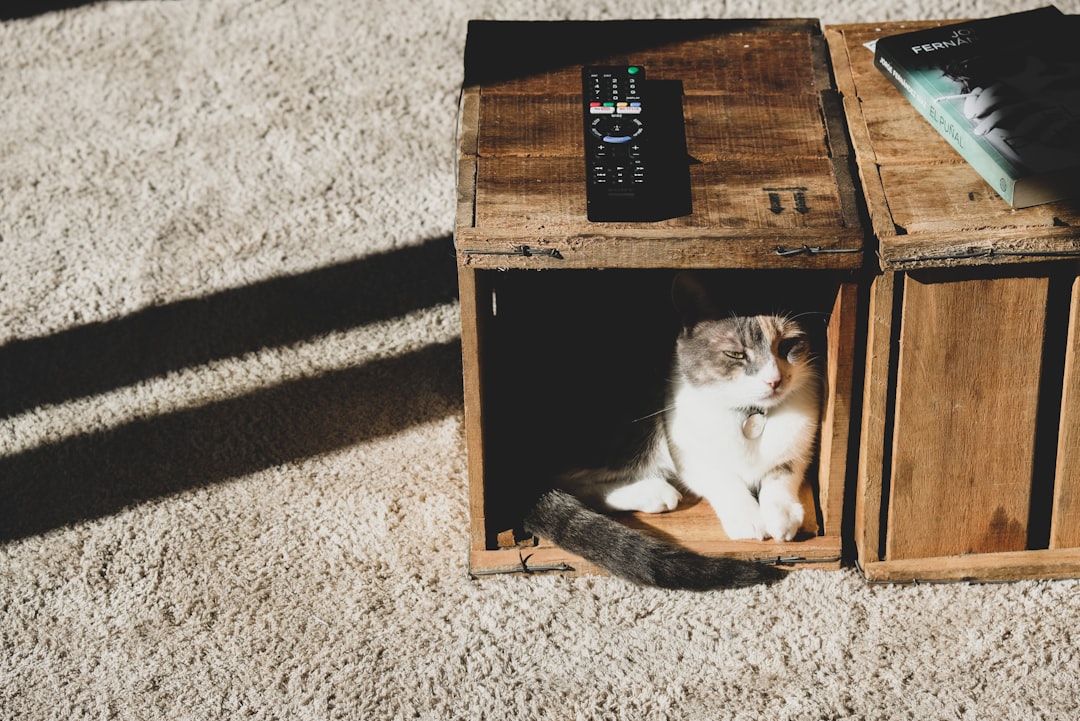 Repurpose Furniture into Cat-Friendly Zones (Image Credits: Unsplash)