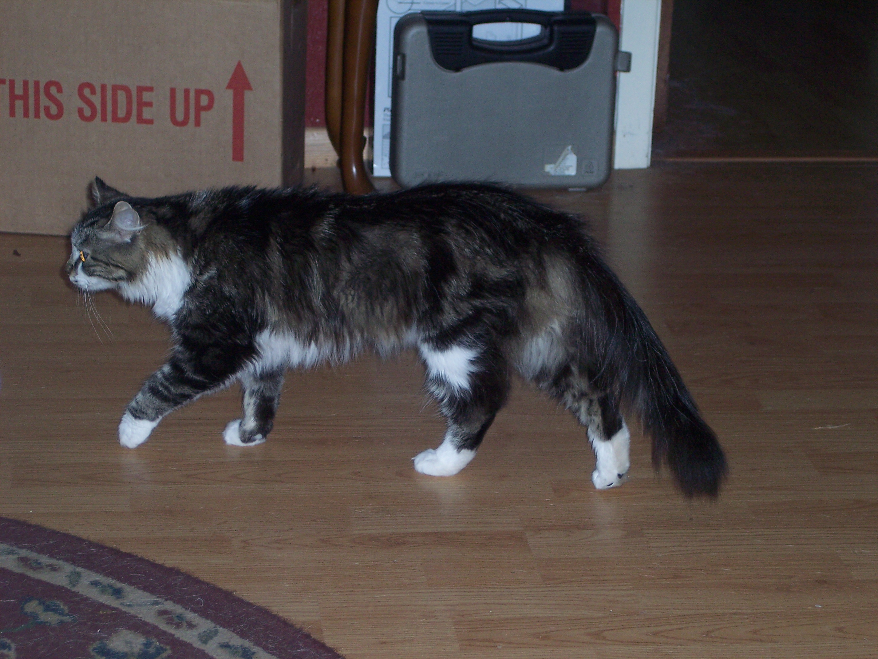 Maine Coon: The Gentle Giant's Welcome (Image Credits: Wikimedia)