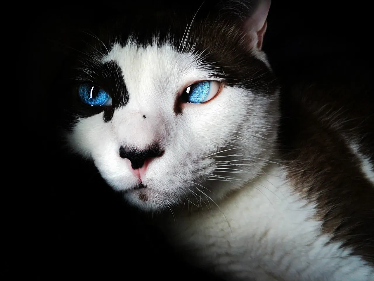 #20 - Commissioning Custom Cat Portraits and Statues (Image Credits: Pixabay)