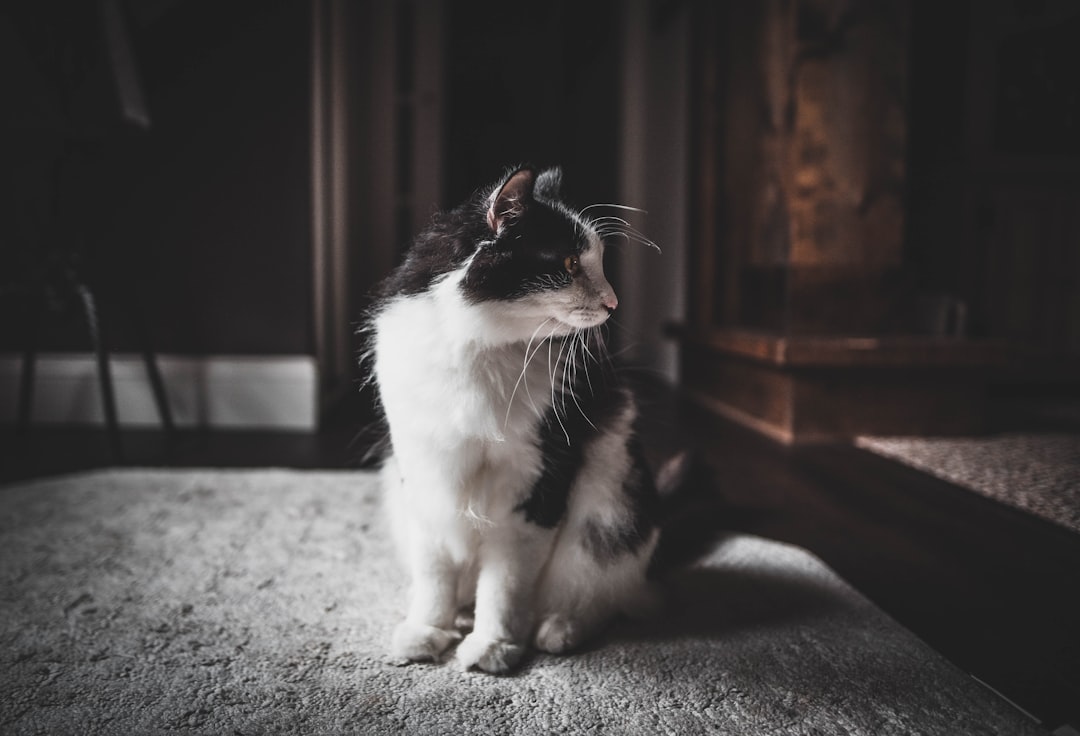 The Performance Artists of the Cat World (Image Credits: Unsplash)