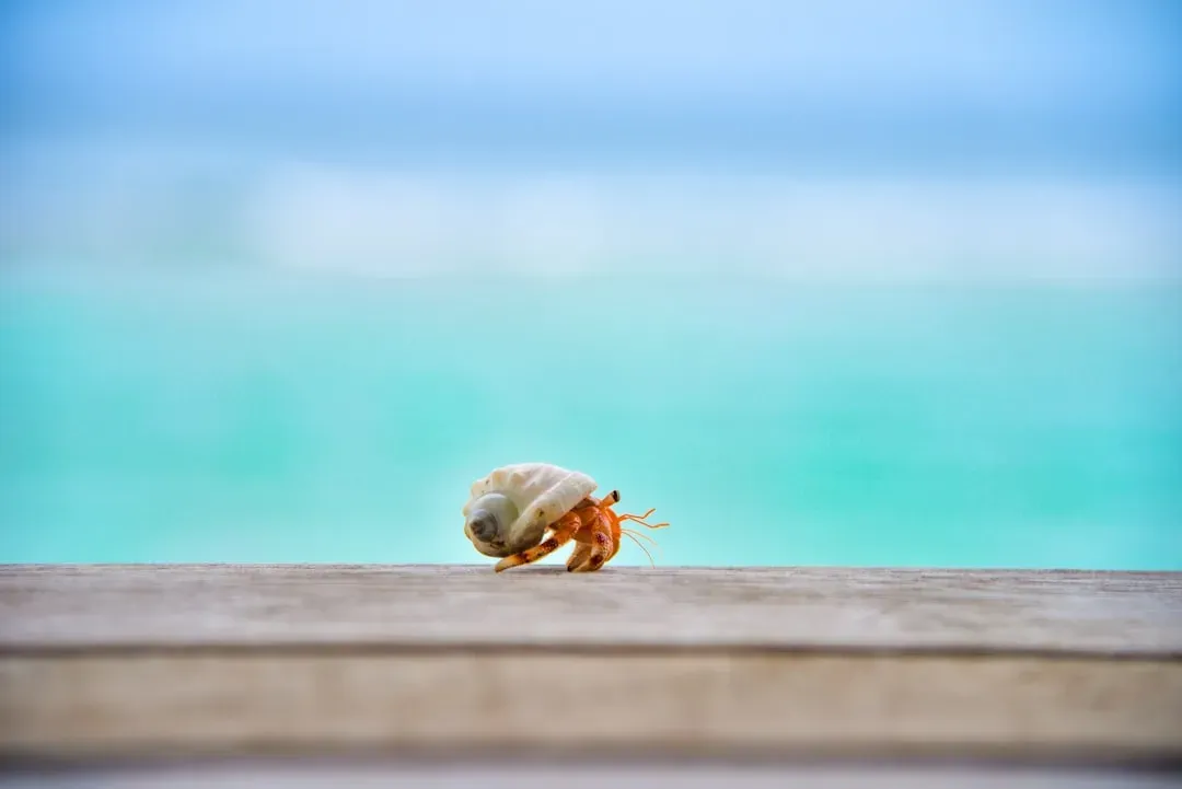 #10 Hermit crabs (Image Credits: Unsplash)