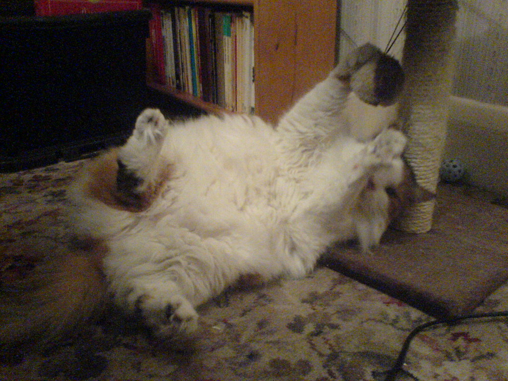 The Science of Feline Attachment Styles (Image Credits: Flickr)