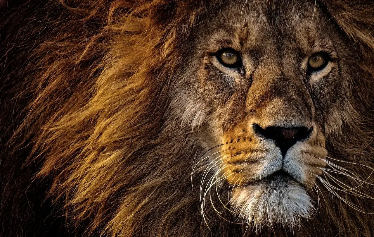 Misconception #6: A Lion's Mane Is Just Decorative (Image Credits: Pixabay)