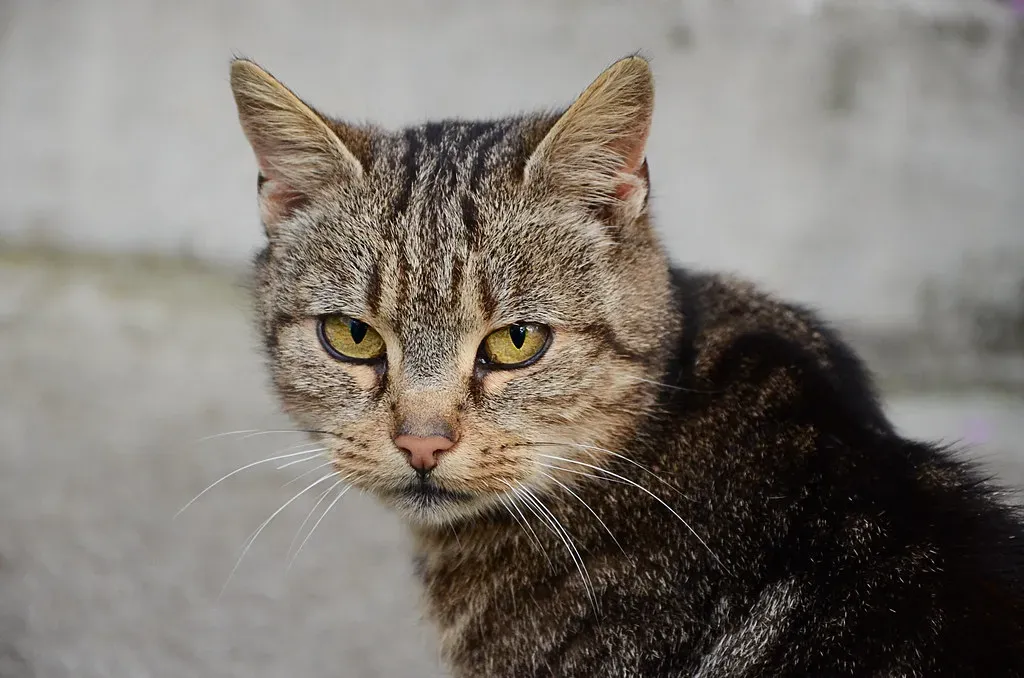 Conclusion: Your Older Cat Is Still an Athlete - Just a Wiser One (Theo Crazzolara, Flickr, CC BY 2.0)