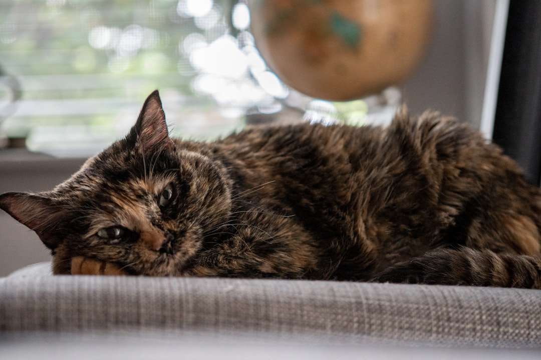 The Tortoiseshell and Calico Connection (Image Credits: Unsplash)