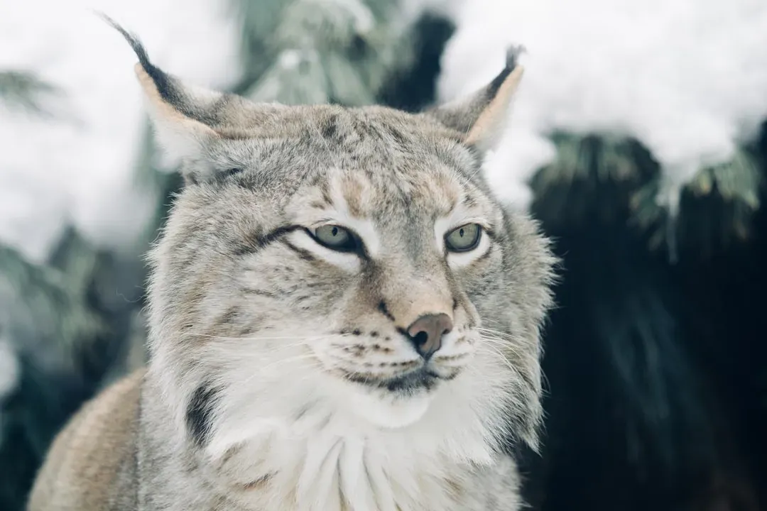 Cancer: The Lynx (Image Credits: Unsplash)