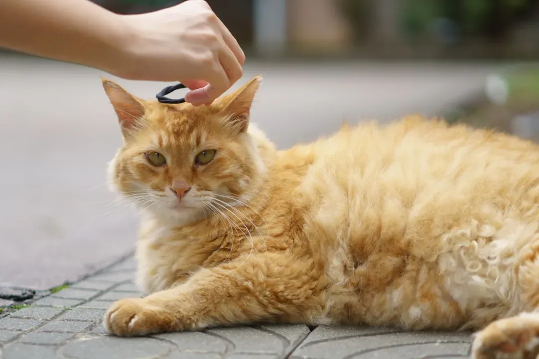 Reach For Veterinary Prescribed Flea Treatments First (Image Credits: Unsplash)