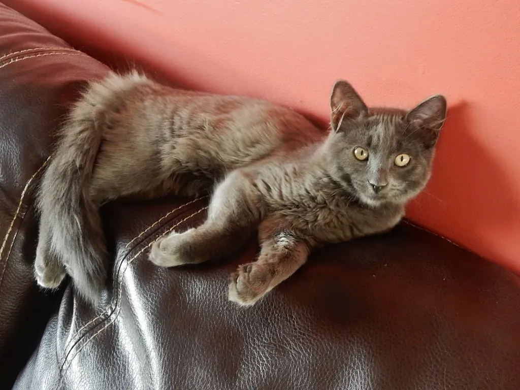 The Leather Dilemma: Your Sleek Sofa Gets a Complicated Review (mikecogh, Flickr, CC BY-SA 2.0)