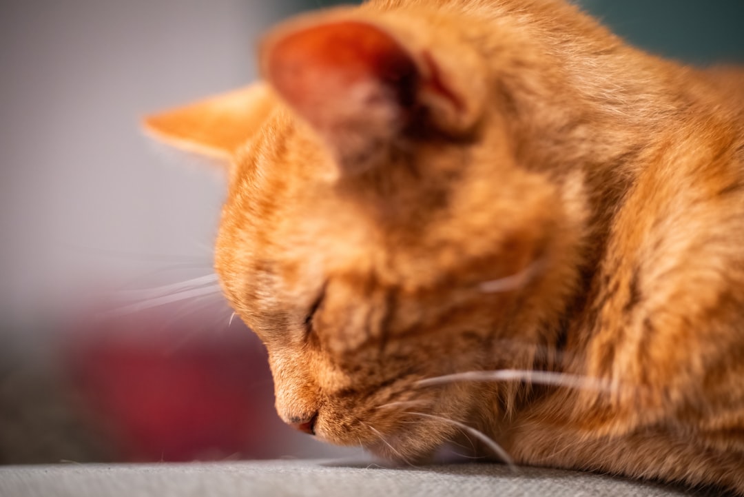 The Perfect Companion for Quiet Households (Image Credits: Unsplash)