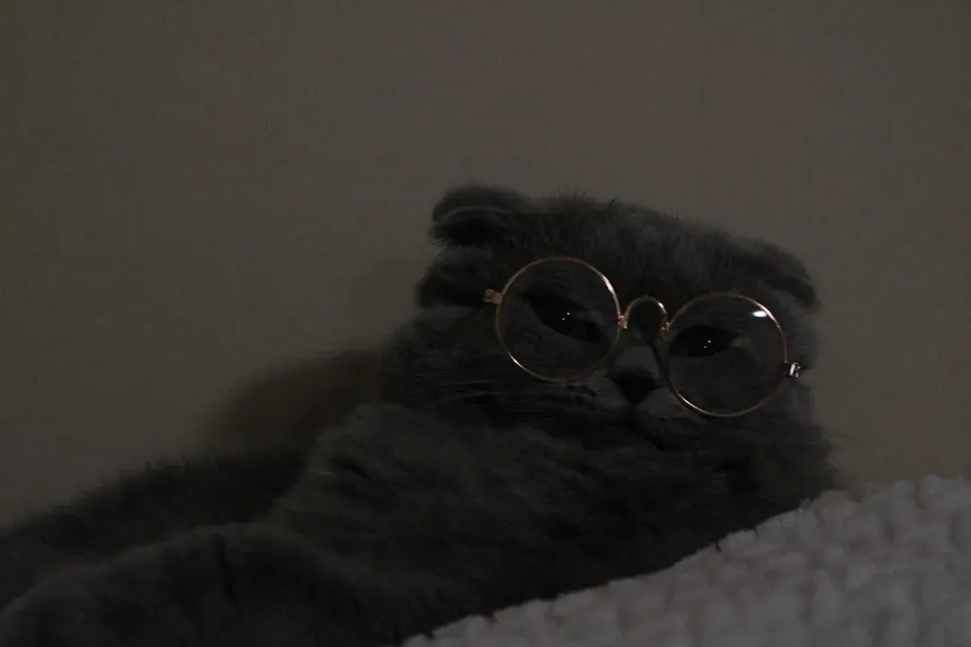 #16 - Scottish Fold: The Quiet Companion Who Never Leaves Your Side (Image Credits: Unsplash)