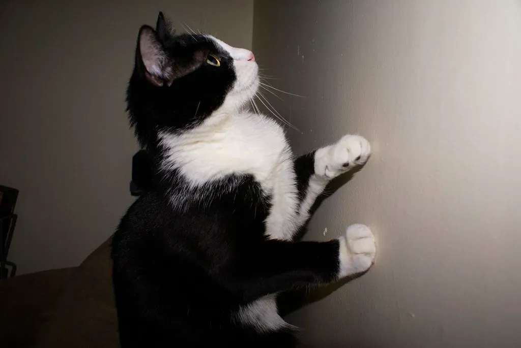 3. The Sudden Fascination with an Imaginary Spot on the Wall (formatc1, Flickr, CC BY-SA 2.0)