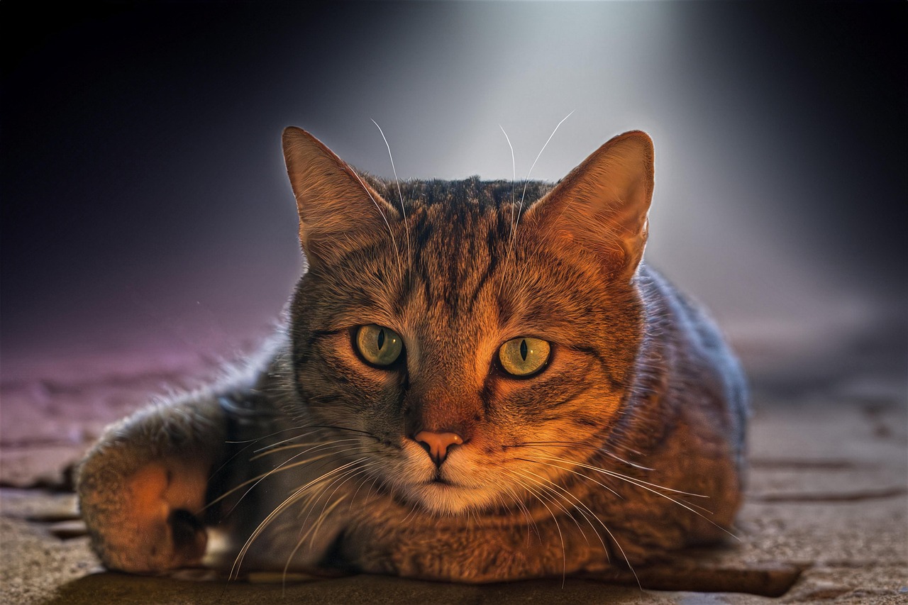 Understanding the Balance (Image Credits: Pixabay)