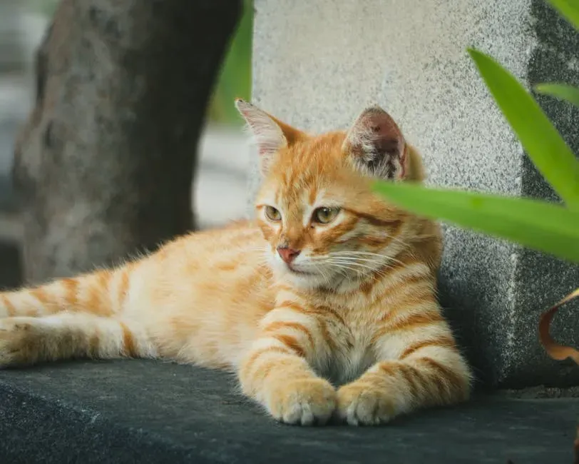 The Bottom Line: Your Cat Deserves Better Than Myths (Image Credits: Pexels)