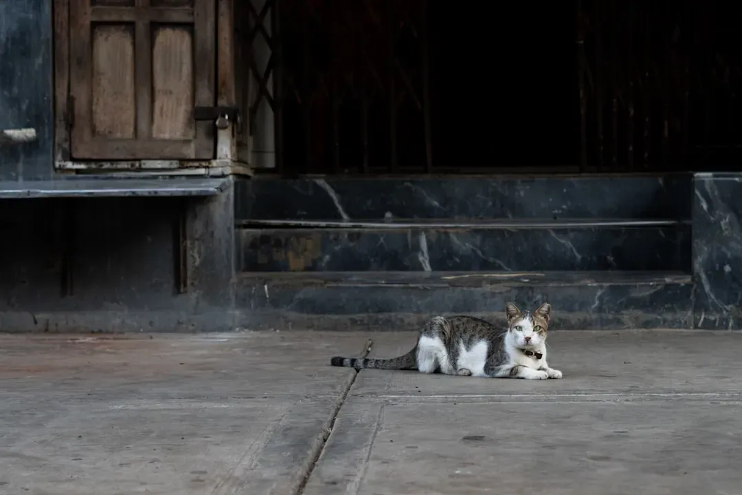 Creating the Right Environment for Your Cat's Temperament (Image Credits: Unsplash)