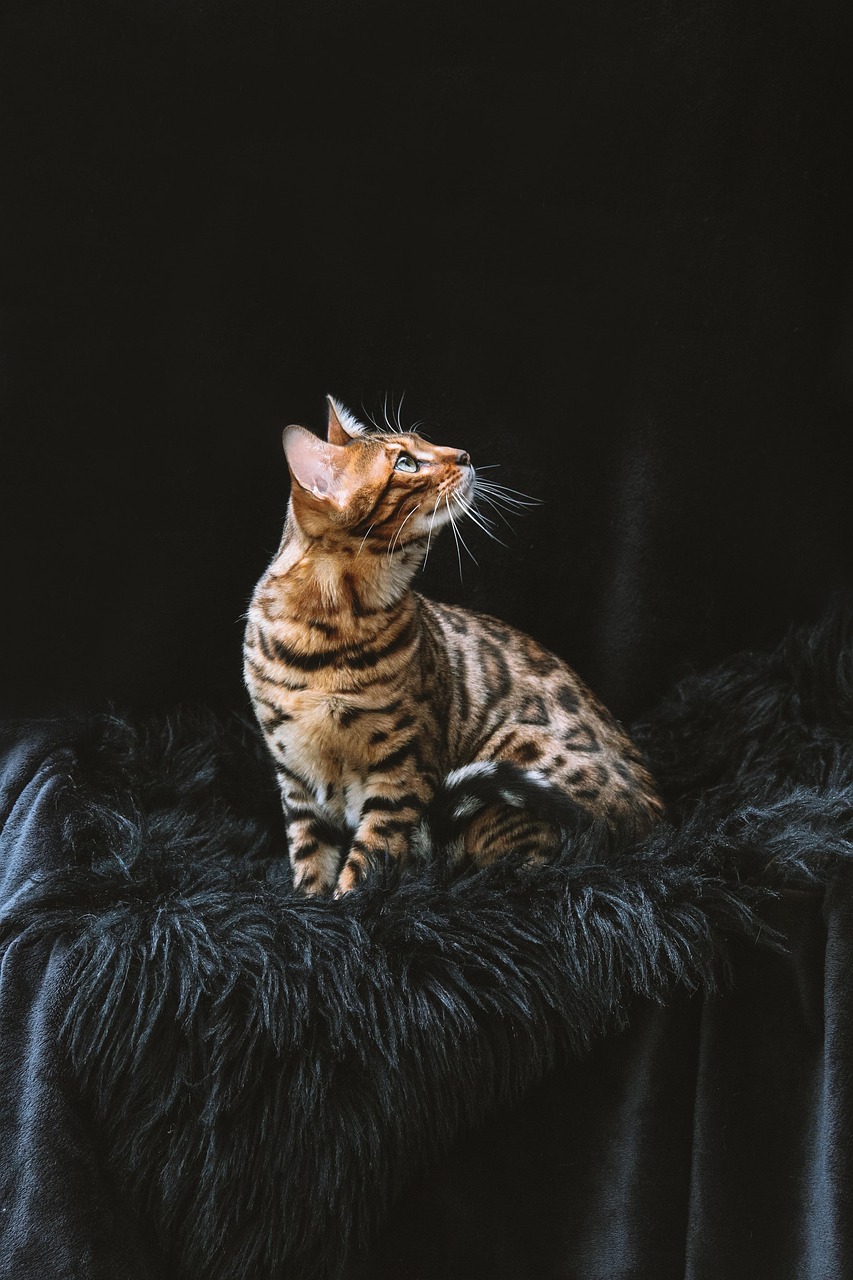 Bengal: The Wild Ones Who Turn Your House Into a Jungle Gym (Image Credits: Pixabay)