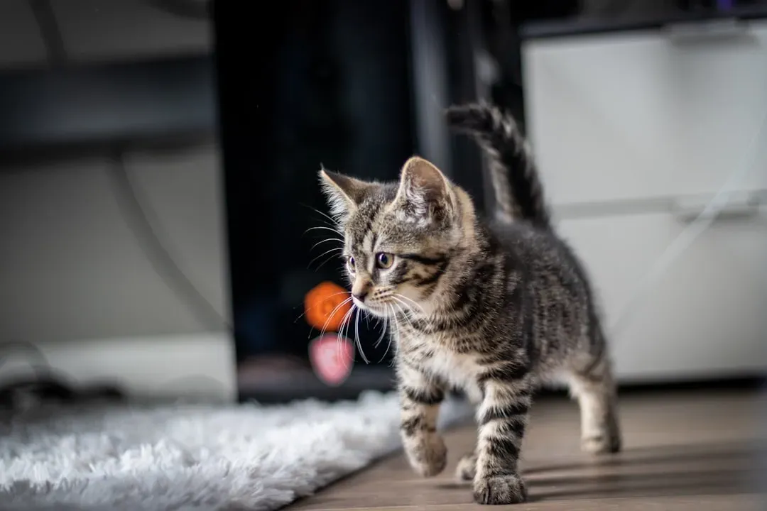#12 - Territory Maps From Kittenhood Stick Around (Image Credits: Unsplash)