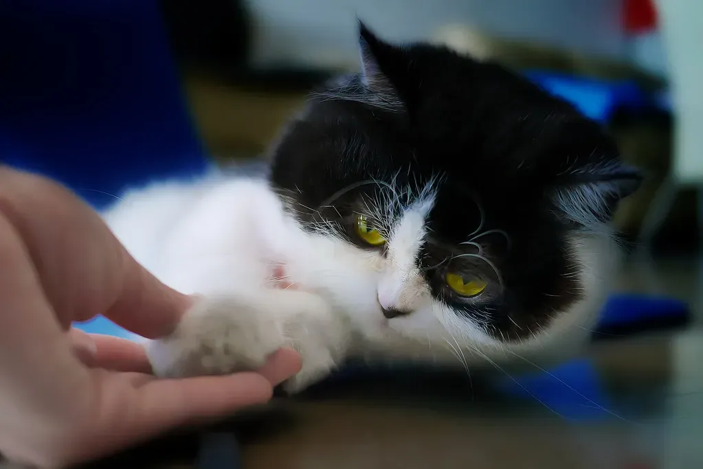 What Your Cat Really Needs From You Daily (Image Credits: Flickr)