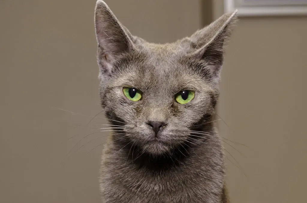 Russian Blue: The Elegant Observer (Image Credits: Flickr)