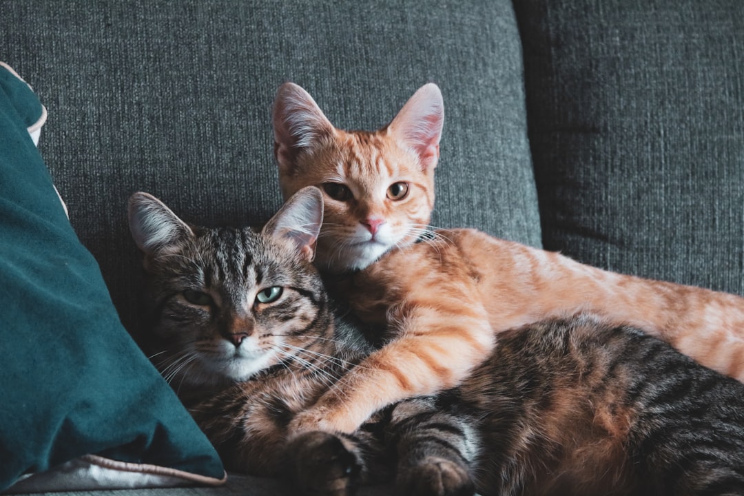The Joy of Introducing Successfully Bonded Cats to Others (Image Credits: Unsplash)