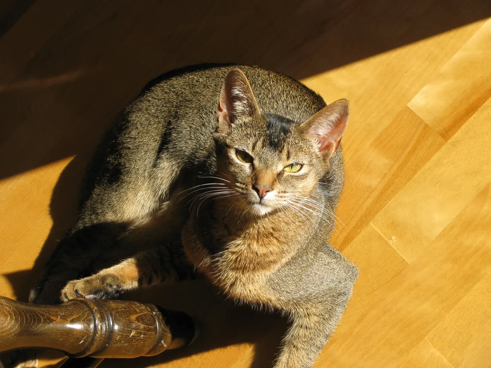 So Who Actually Should Get an Abyssinian? (Image Credits: Wikimedia)