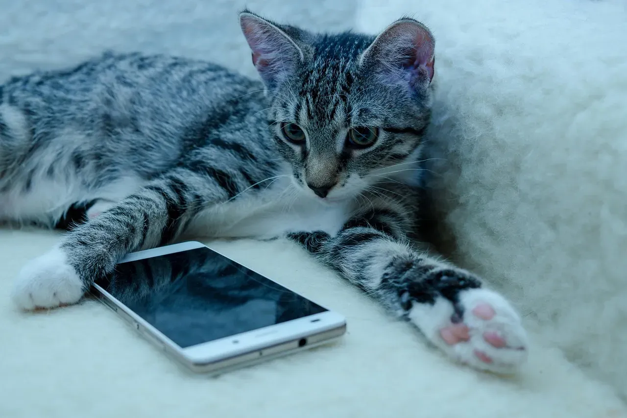 4. Phones, Remotes, and Gadgets: Attention Buttons in Disguise (Image Credits: Pixabay)