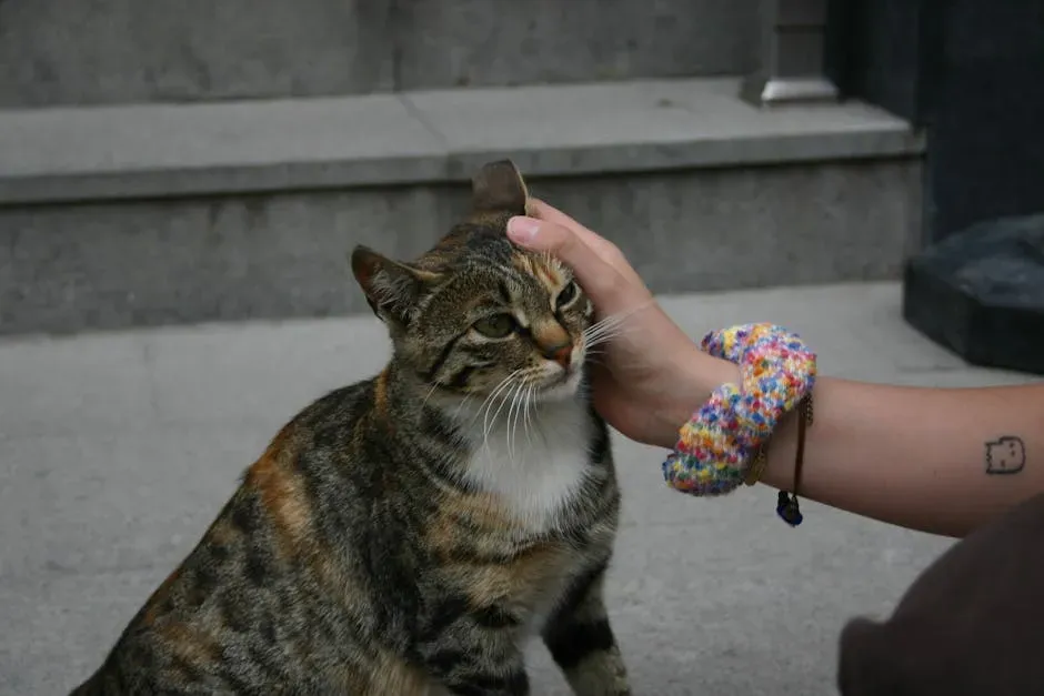 Myth #3: Cats Only Come to You for Food - Nothing More (Image Credits: Pexels)