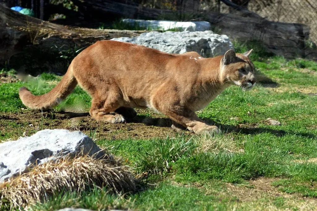 Key Warning Signs to Watch in the Lion’s Body Language (MrGuilt, Flickr, CC BY 2.0)