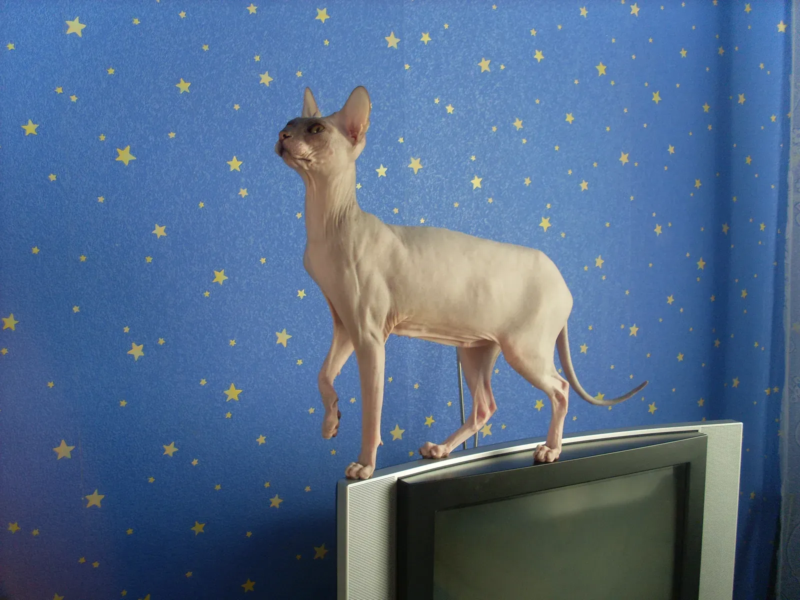 Peterbald: The Hairless Chatterbox (Image Credits: Wikimedia)