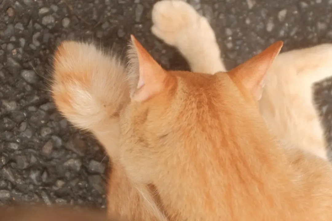 The Question Mark Curve That Means Playtime (Image Credits: Unsplash)