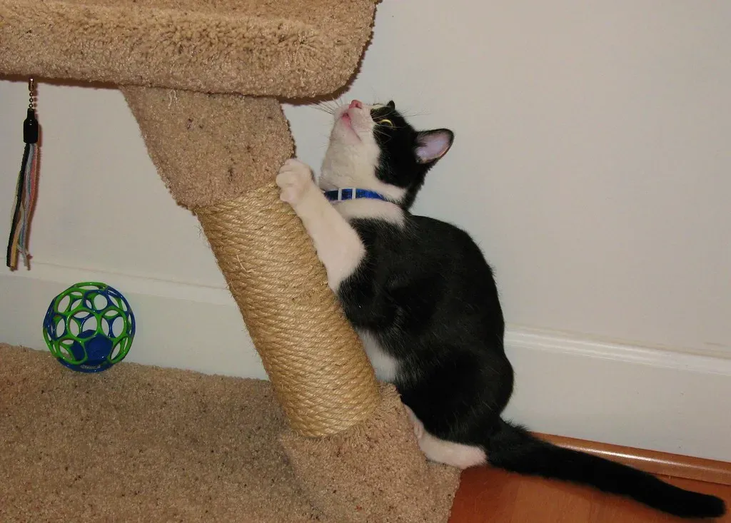 Scratching Posts That Actually Scratch (Image Credits: Flickr)