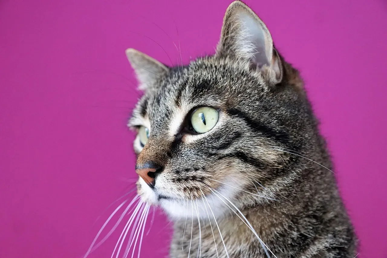 Stress, Anxiety, and the Self-Soothing Purr (Image Credits: Pixabay)