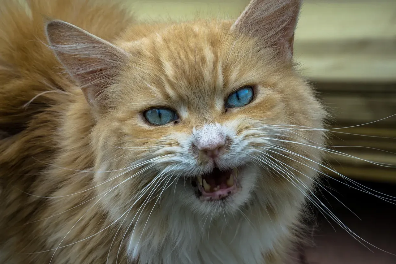 #3 - Pinpoint Slit Pupils Before an Aggressive Growl (Image Credits: Pixabay)