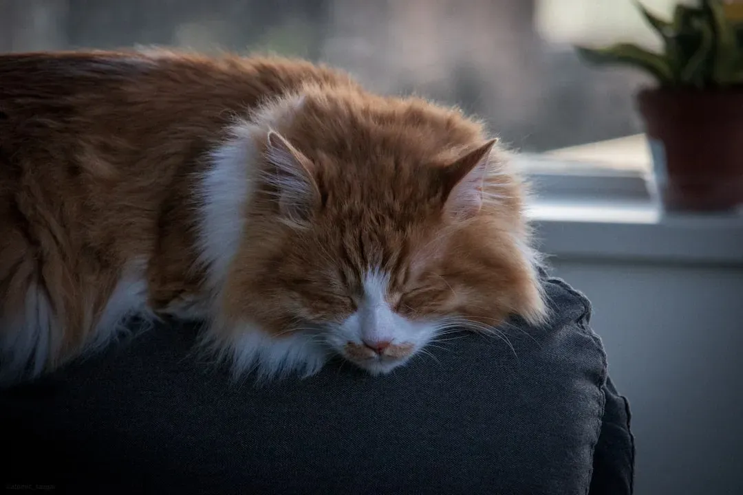 Perched on High: The Strategic Snoozer (Image Credits: Unsplash)