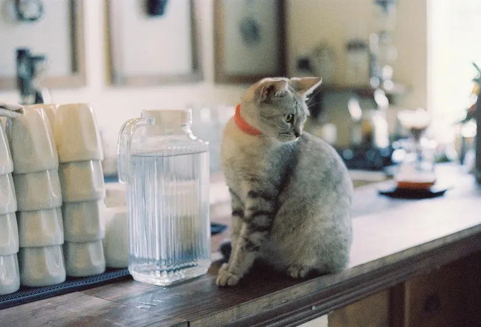 #12 - Allowing Cats on Kitchen Counters Despite Health Concerns (Image Credits: Pexels)
