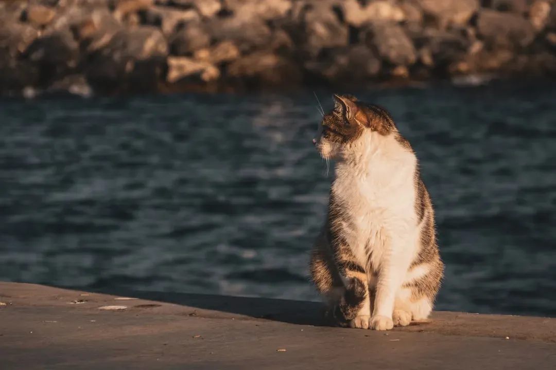 Conclusion: Finding Your Perfect Peaceful Partner (Image Credits: Unsplash)