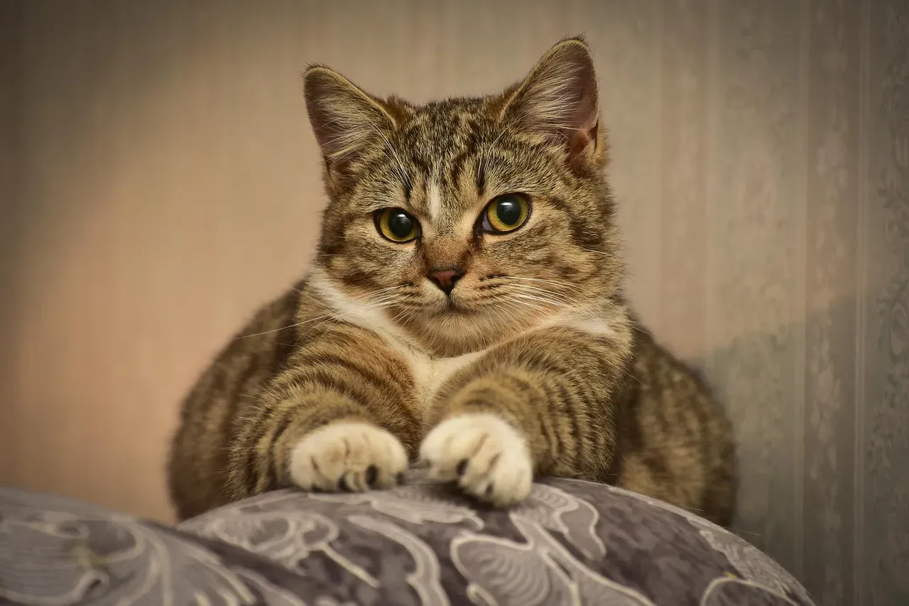 #11 - Kneading Your Clothes May Be a Leftover Nursing Reflex (Image Credits: Pixabay)