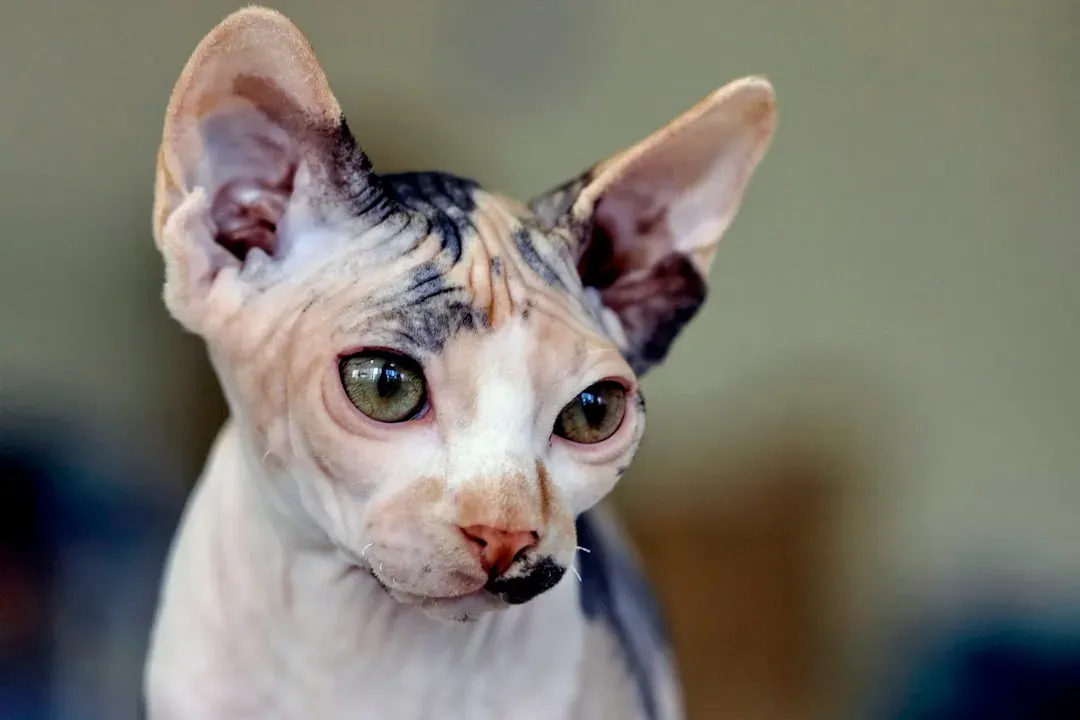 Designer Hybrid Breeds Take It to Extremes (Image Credits: Unsplash)