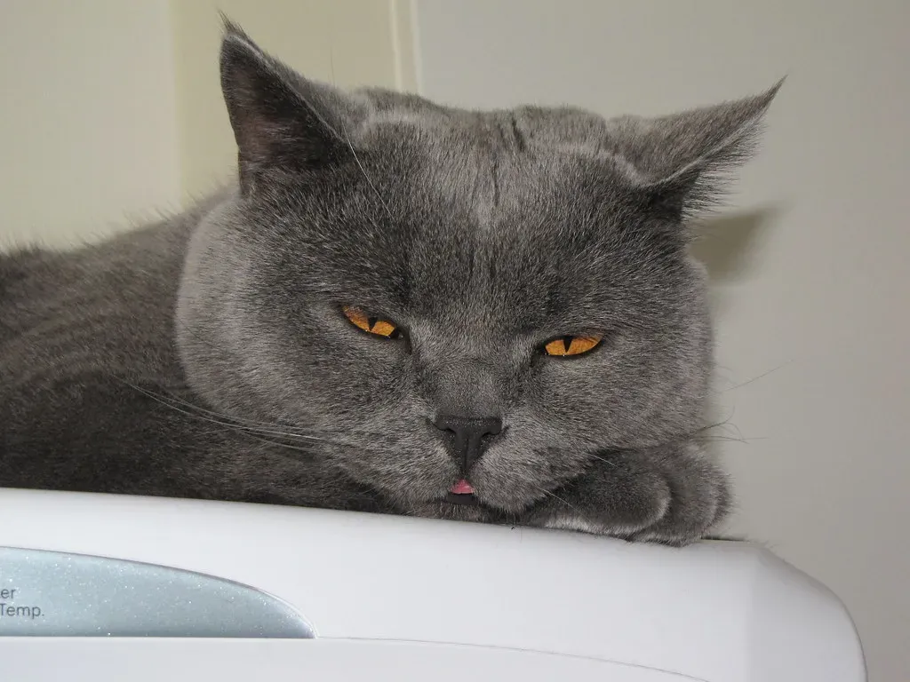 #2 British Shorthair (jans canon, Flickr, CC BY 2.0)