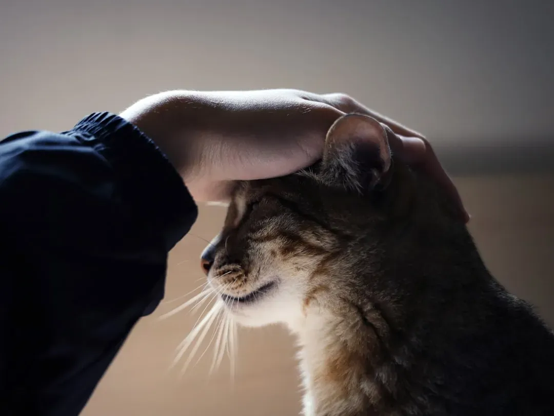 Cats Track Your Emotions and Adjust Their Behavior Accordingly (Image Credits: Unsplash)