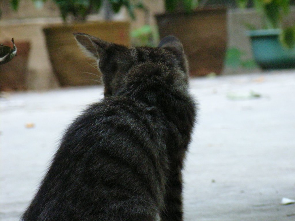 Skin Rippling Along Their Back (Image Credits: Flickr)