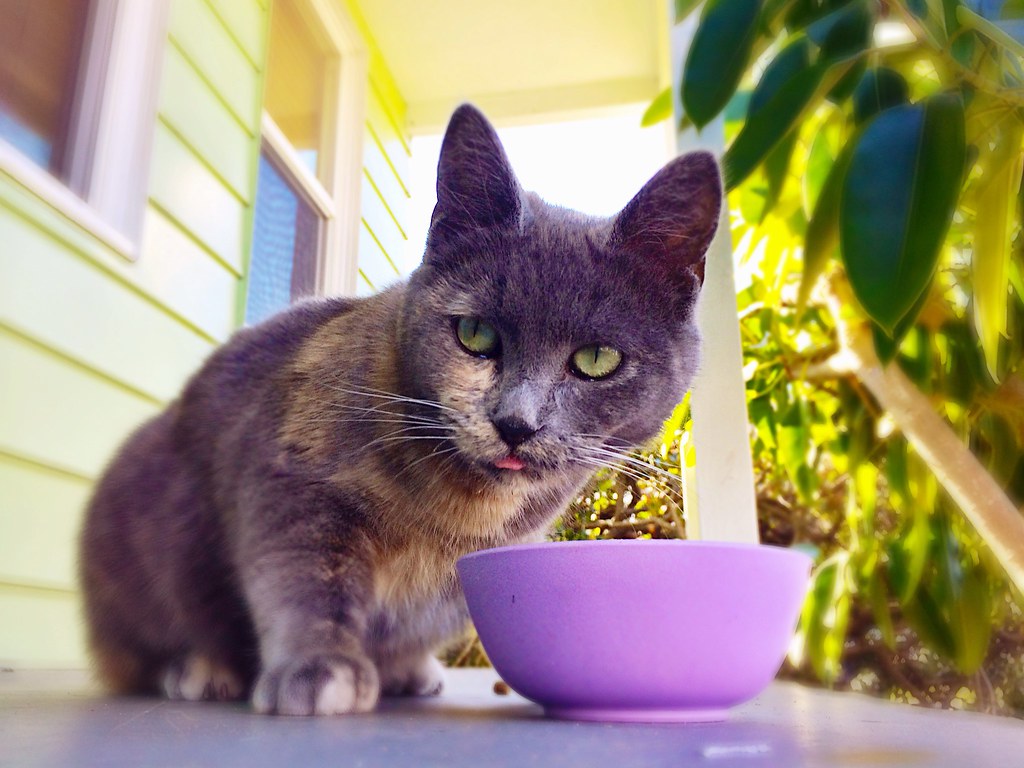 Switch to a Bland Diet Temporarily (Image Credits: Flickr)